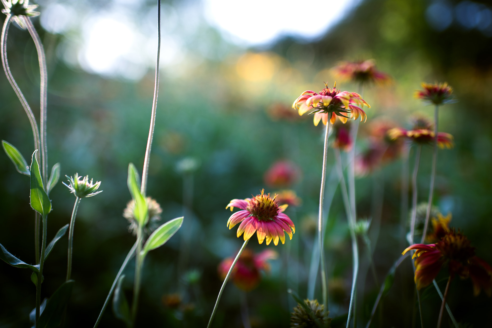 Nikon D750 + Nikon AF-S Nikkor 35mm F1.4G sample photo. Summer flowers photography
