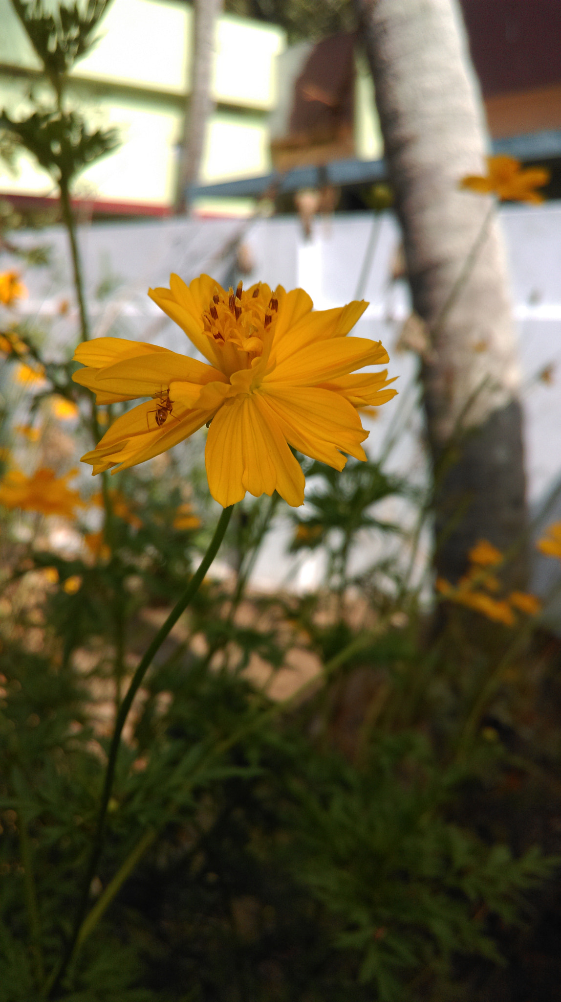 HTC 0P9C8 sample photo. Flower photography