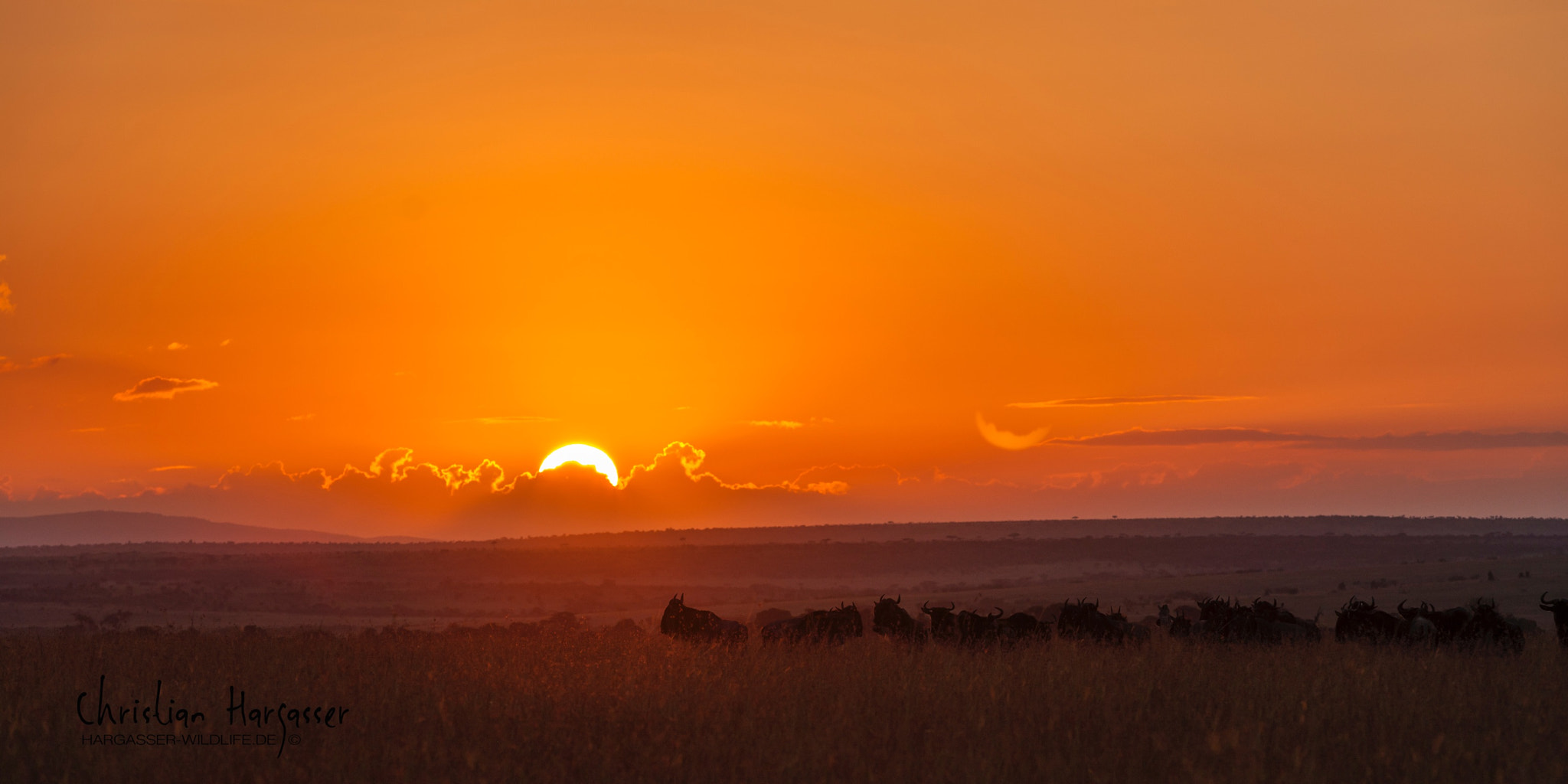 Canon EOS-1Ds Mark III sample photo. Wunderfull sunset with wildebeest massai mara photography
