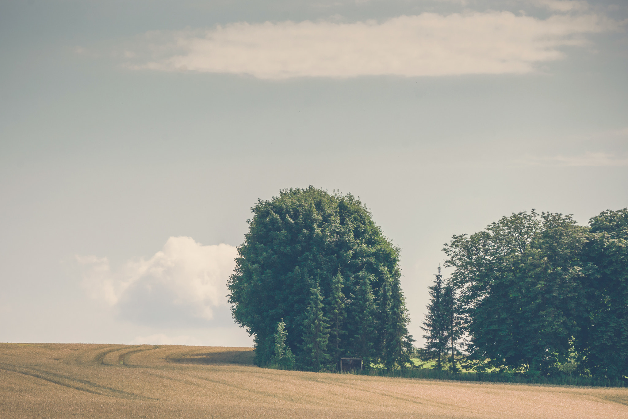 Sony 70-400mm F4-5.6 G SSM II sample photo. Trees on a rural field photography