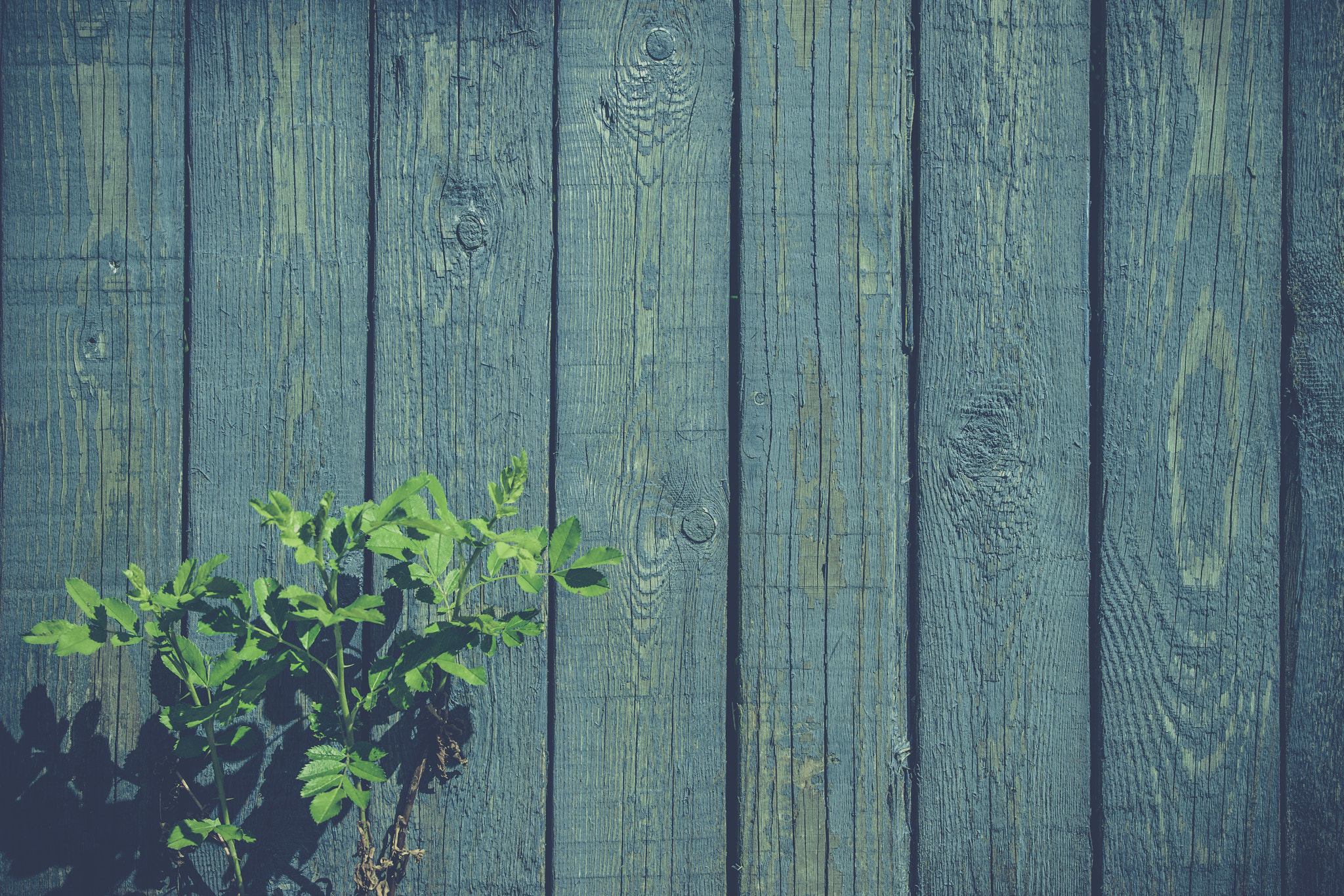 Sony 70-400mm F4-5.6 G SSM II sample photo. Green plant at a blue fence photography