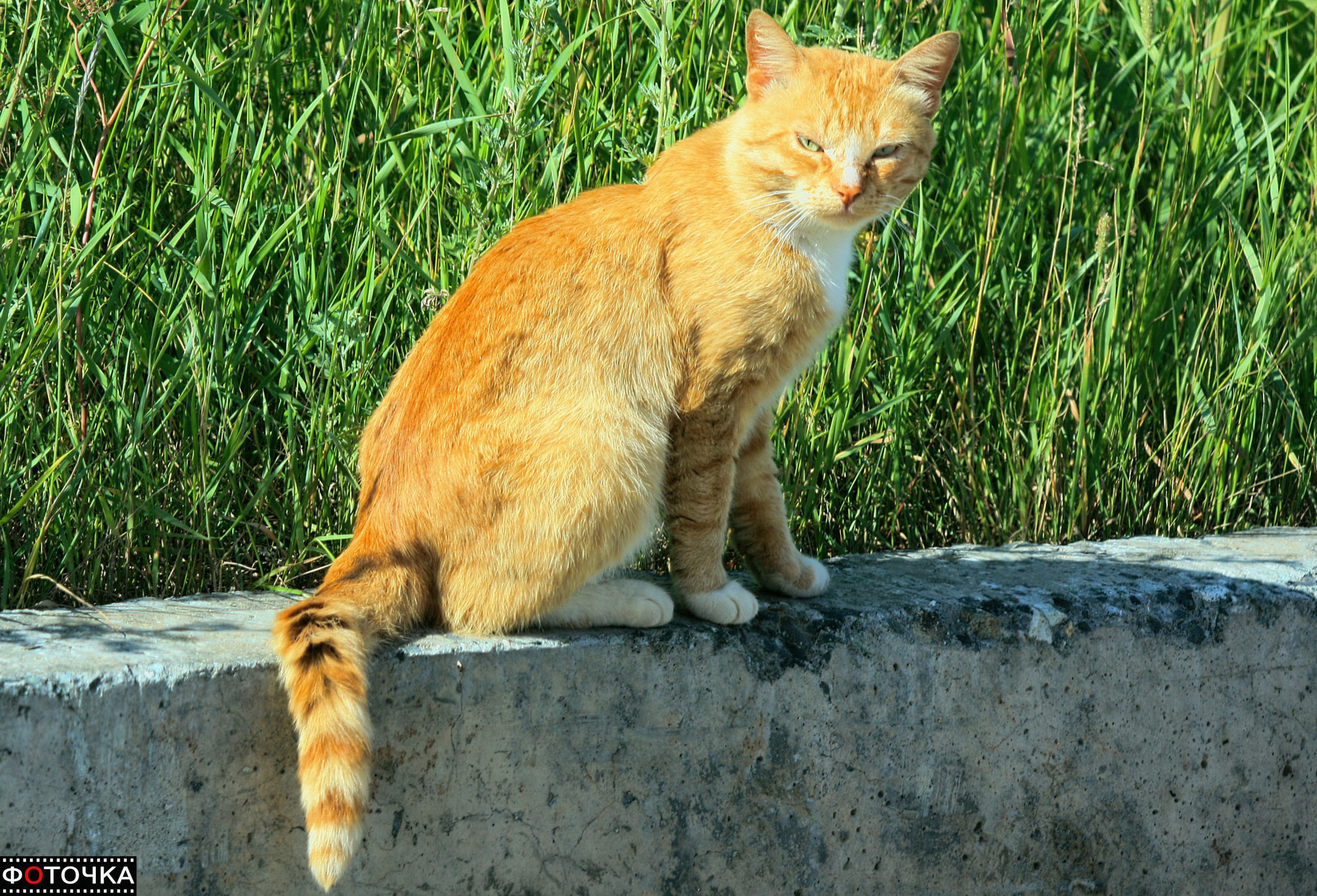 Canon EOS 450D (EOS Rebel XSi / EOS Kiss X2) sample photo. Red cat photography
