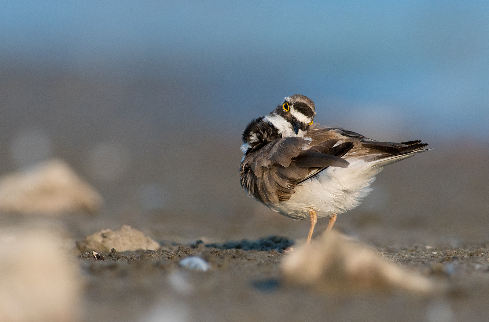 Nikon AF-S Nikkor 300mm F2.8G ED-IF VR sample photo. Мазни кучки, време е за липосукция photography