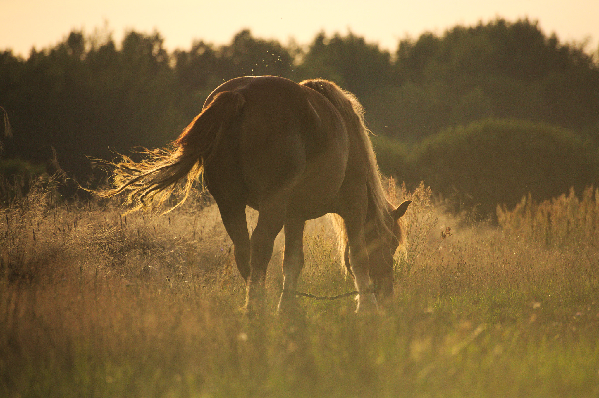 Canon EOS 5D sample photo. Horse photography