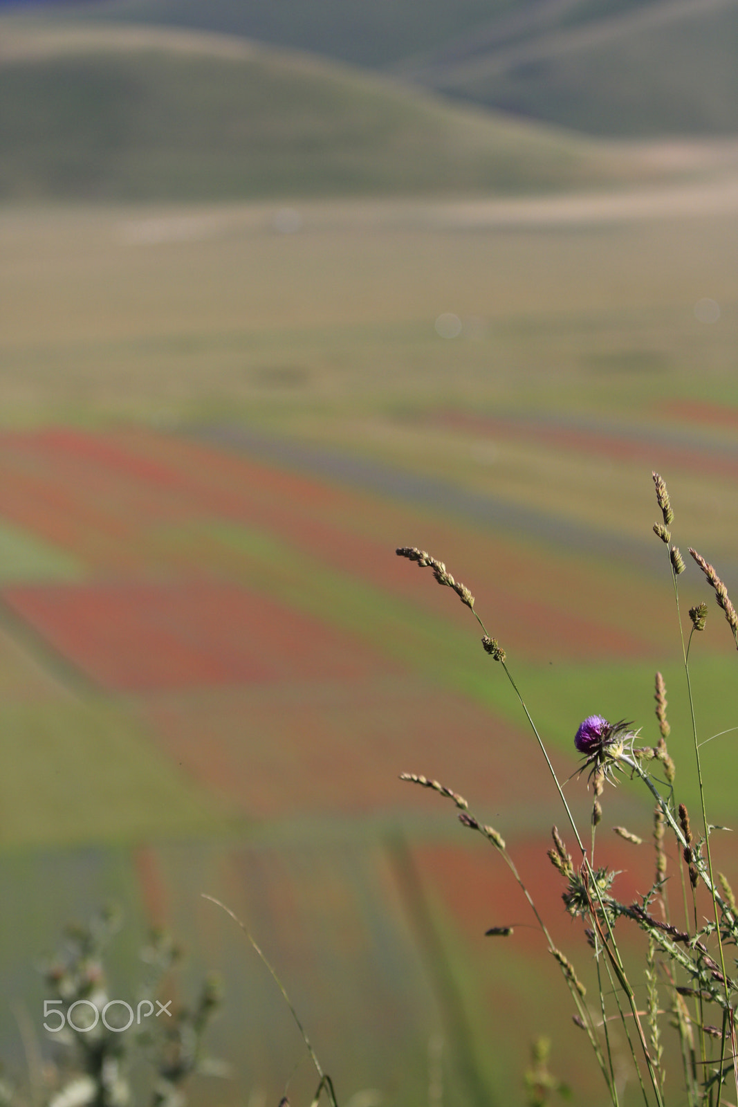 Canon EOS 760D (EOS Rebel T6s / EOS 8000D) sample photo. Violet flower photography