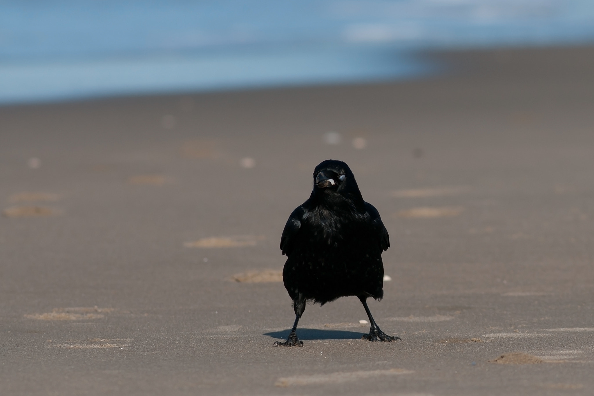 Nikon D300S + AF Nikkor 300mm f/4 IF-ED sample photo. Badass crow photography