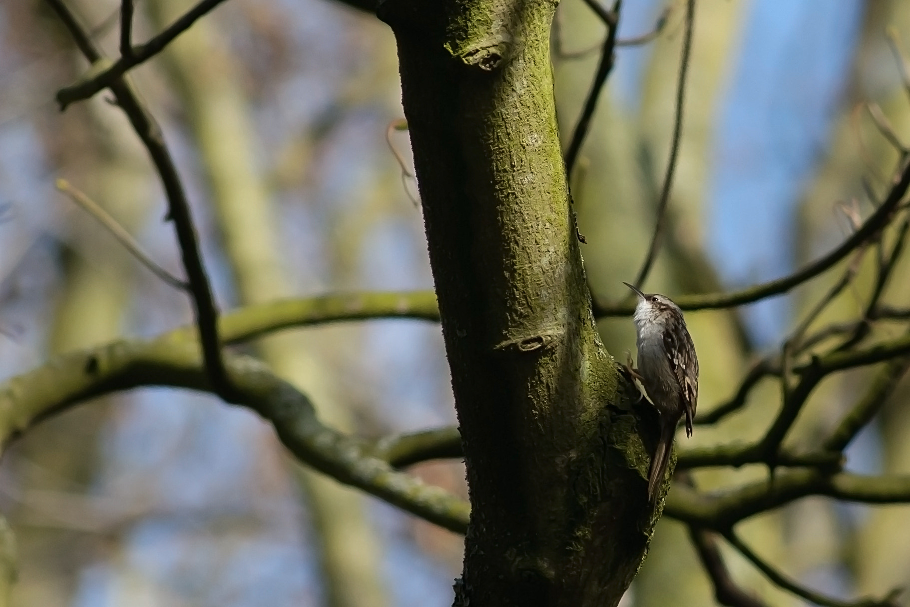 Nikon D300S + AF Nikkor 300mm f/4 IF-ED sample photo. Tree creeper photography