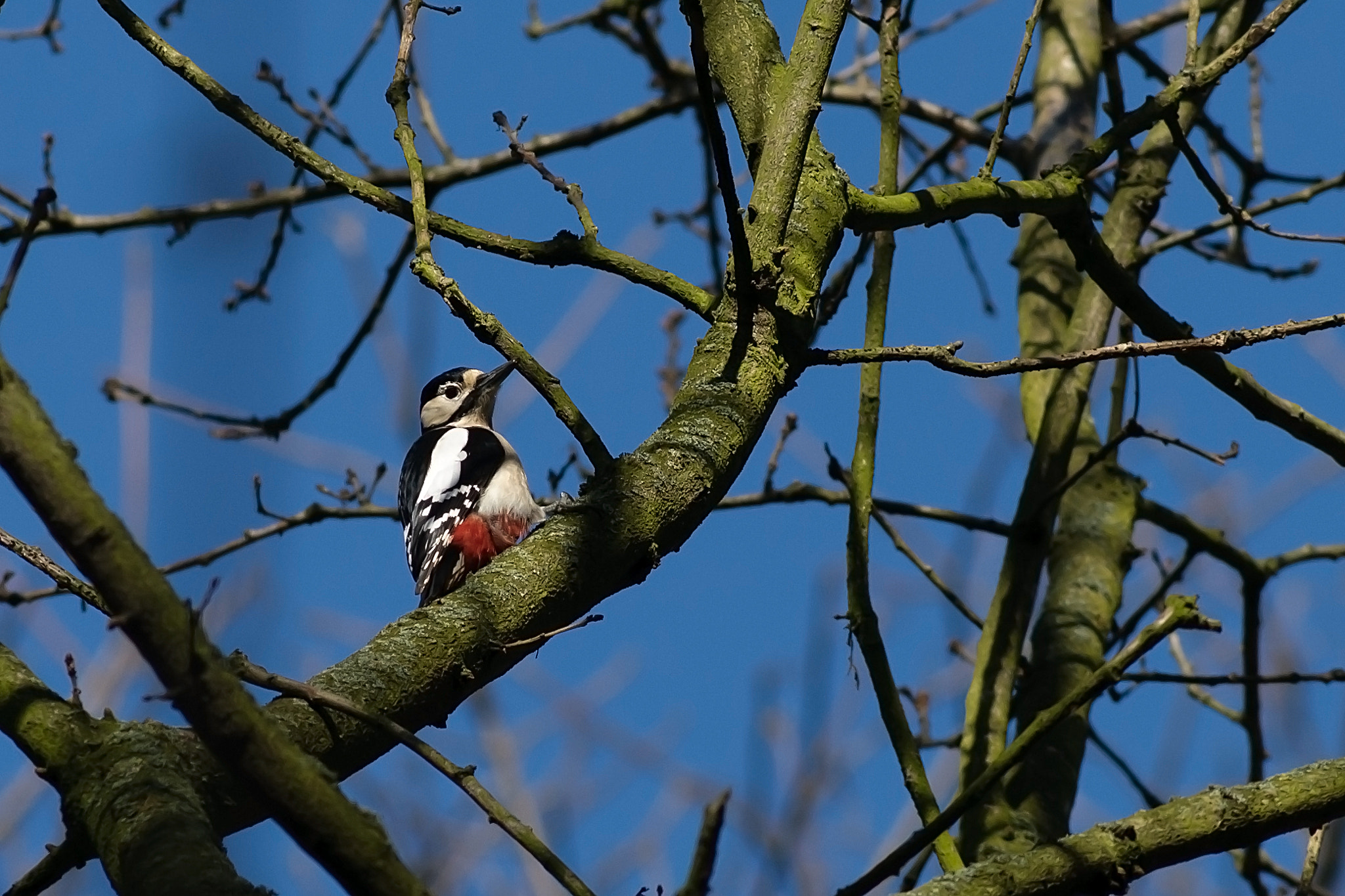 Nikon D300S + AF Nikkor 300mm f/4 IF-ED sample photo. Great spotted woodpecker photography