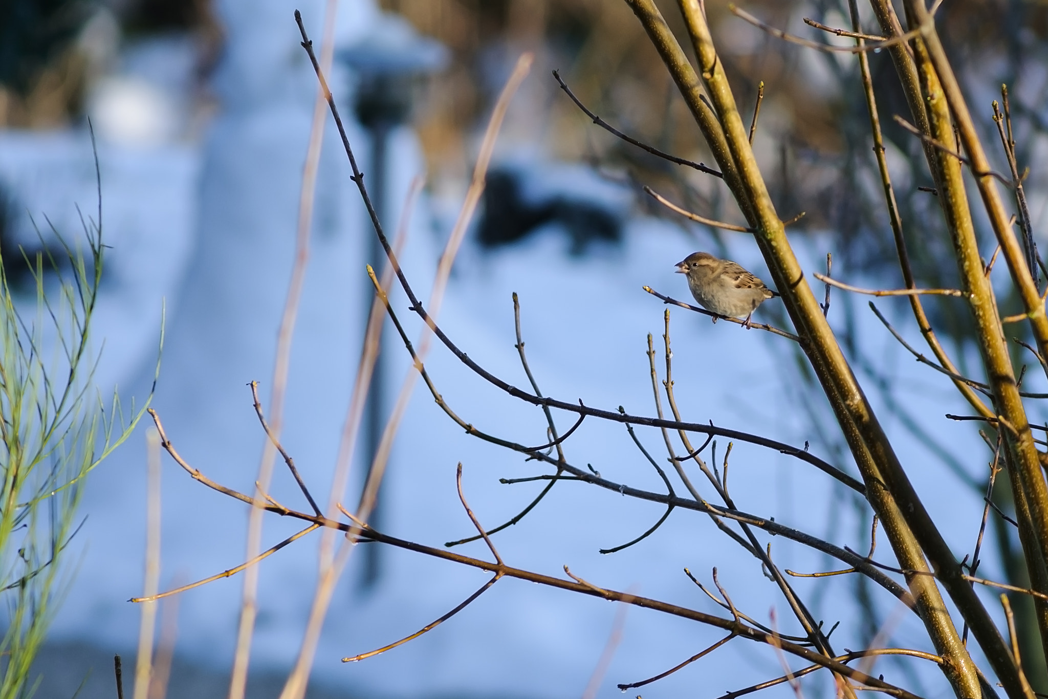 Nikon D300S + AF Nikkor 300mm f/4 IF-ED sample photo. Little bird photography