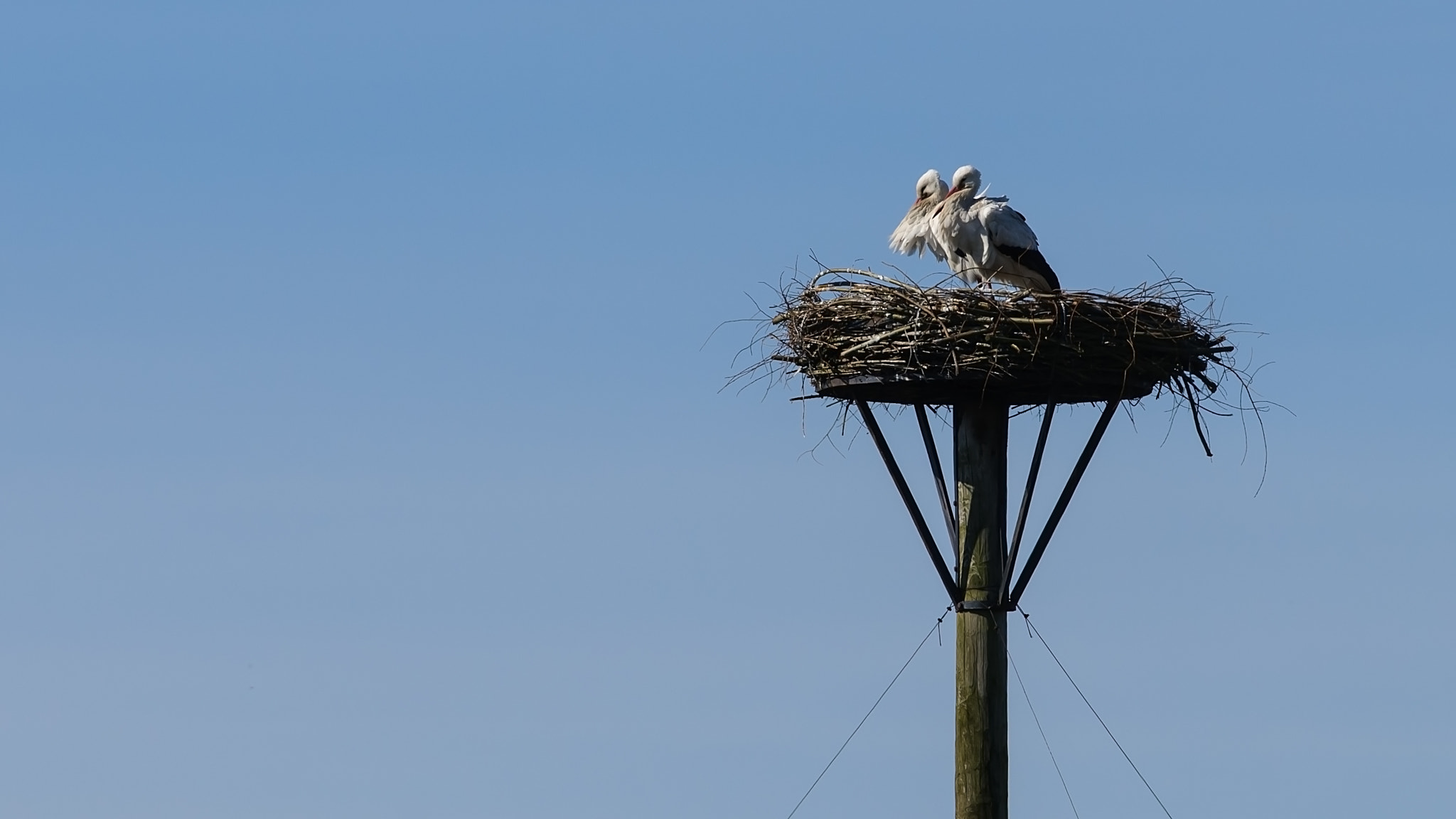 Nikon D300S + AF Nikkor 300mm f/4 IF-ED sample photo. Stork couple photography