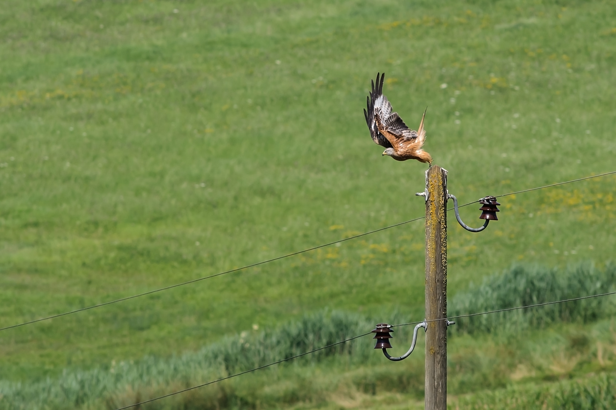 Nikon D300S + AF Nikkor 300mm f/4 IF-ED sample photo. Red kite photography