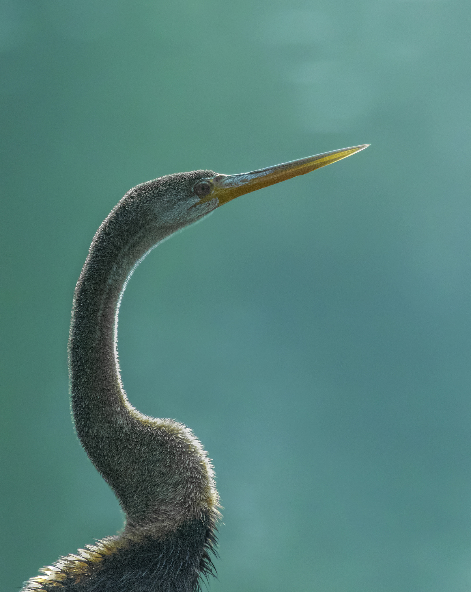 Canon EF 100-400mm F4.5-5.6L IS USM sample photo. Indian darter - snakebird photography
