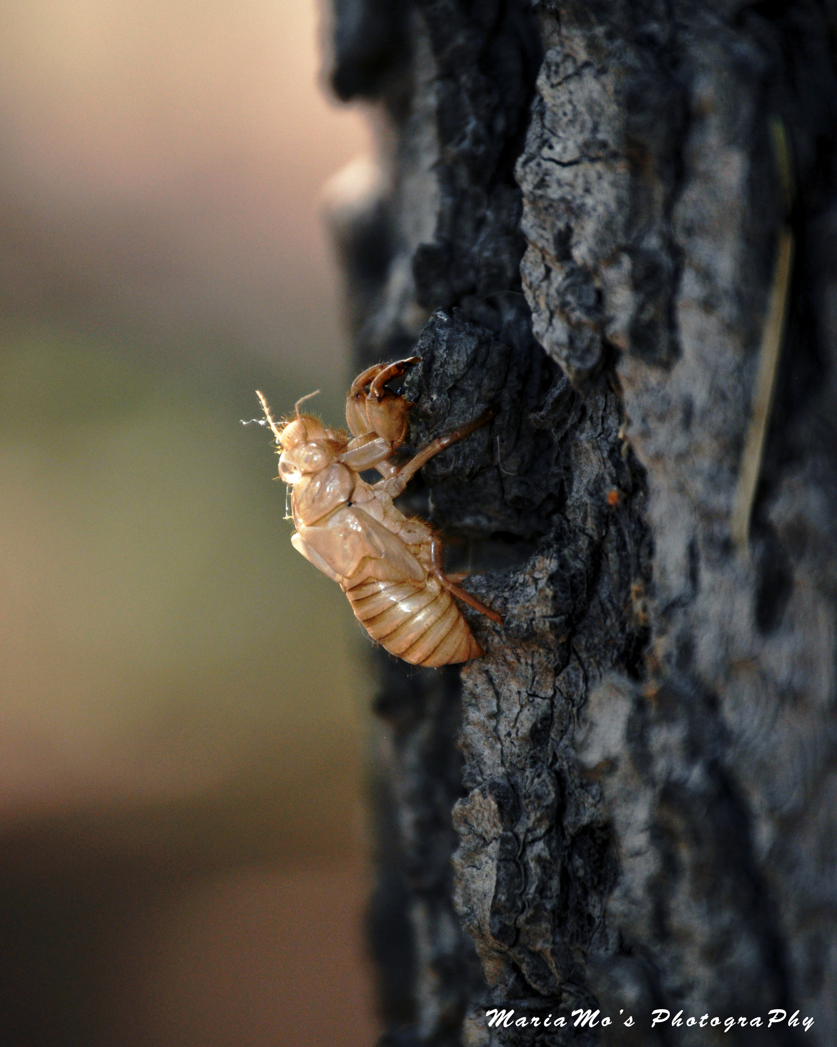 Nikon D5000 sample photo. Beetle on tree photography