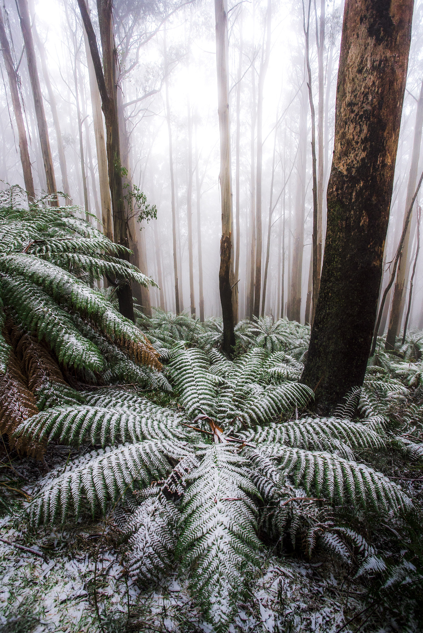 Sony a7S + Canon EF 17-40mm F4L USM sample photo. Snow fern photography