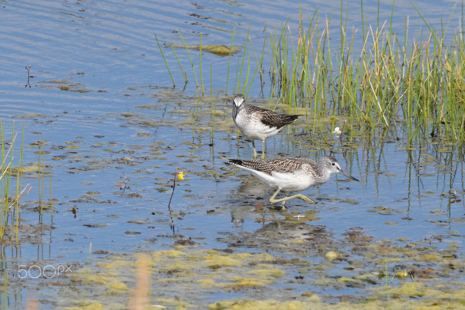Tamron SP 150-600mm F5-6.3 Di VC USD sample photo. A couple of tringa stagnatilis on the hunt photography