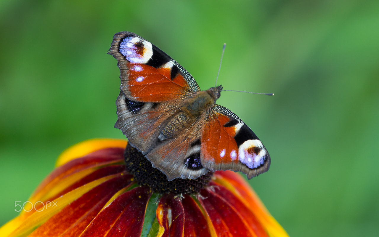 Canon EF 70-300mm F4-5.6L IS USM sample photo. Butterfly chocolate photography