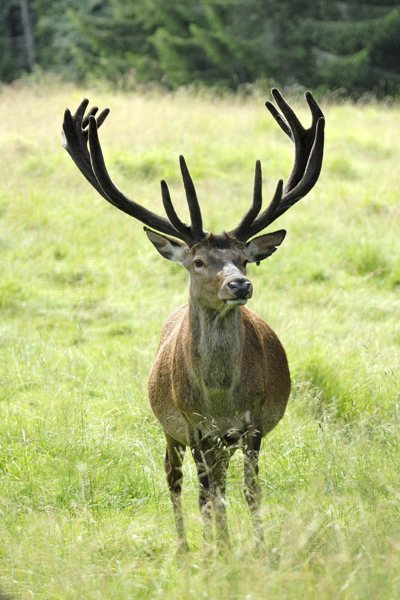 Nikon D200 sample photo. Deer photography