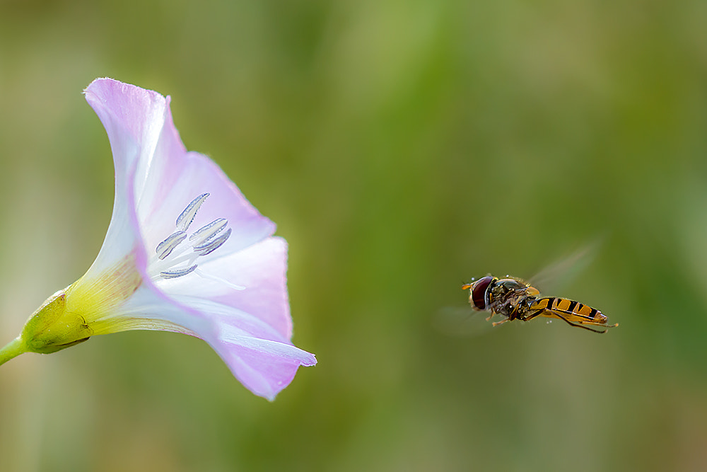 Nikon AF Micro-Nikkor 60mm F2.8D sample photo. Freeze photography