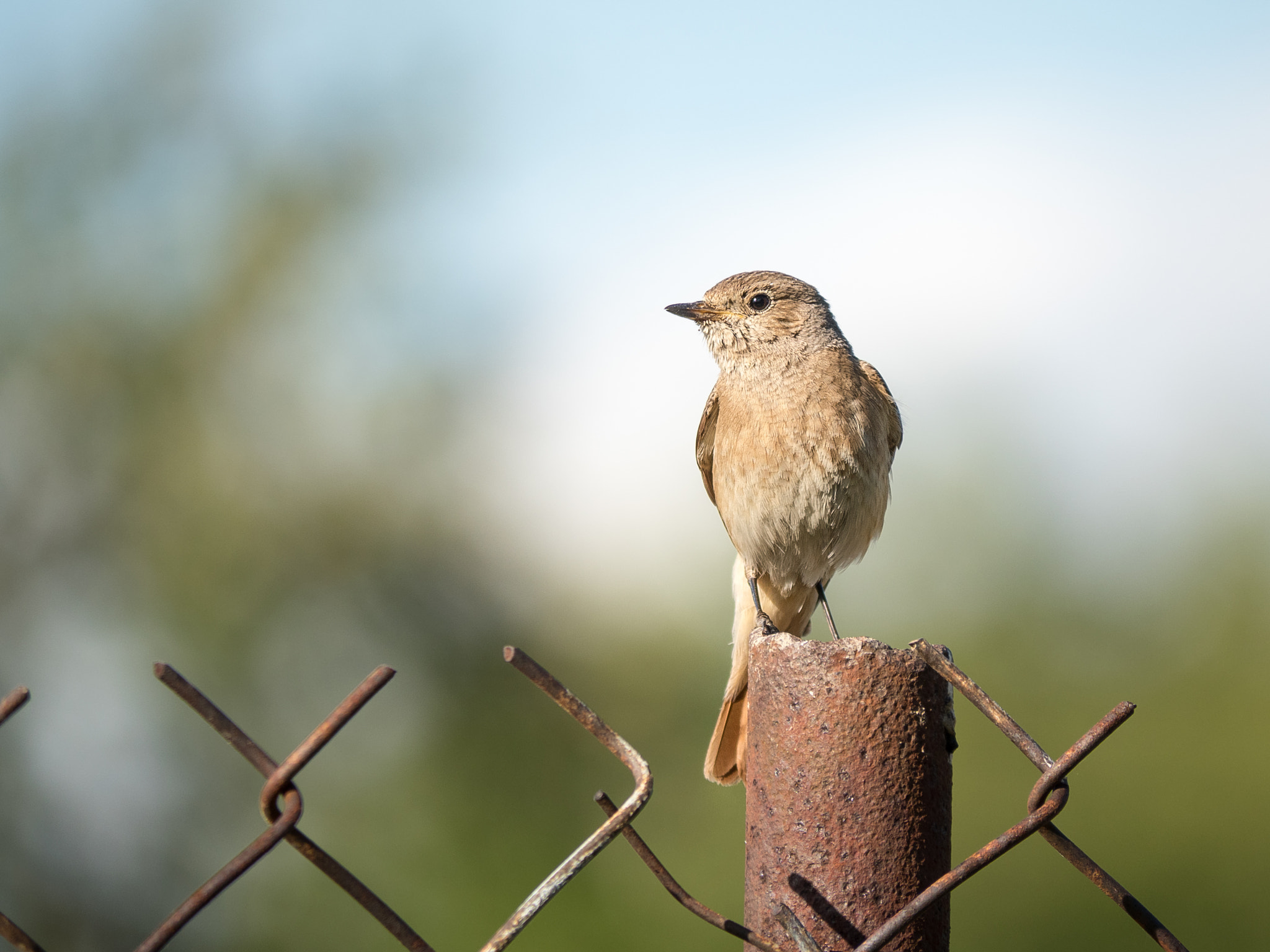 Olympus OM-D E-M5 II sample photo. Staying on watch photography