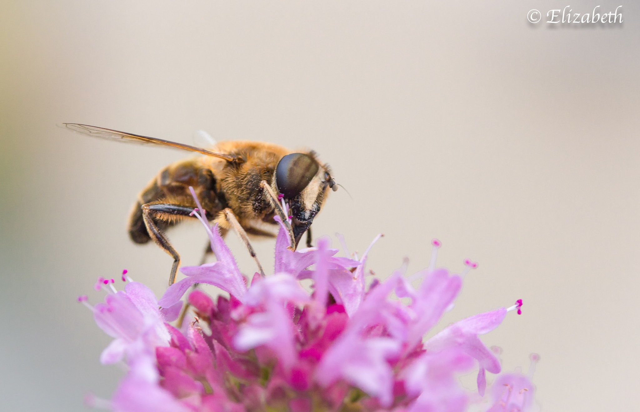 Canon EF-S 60mm F2.8 Macro USM sample photo. Saving the earth photography