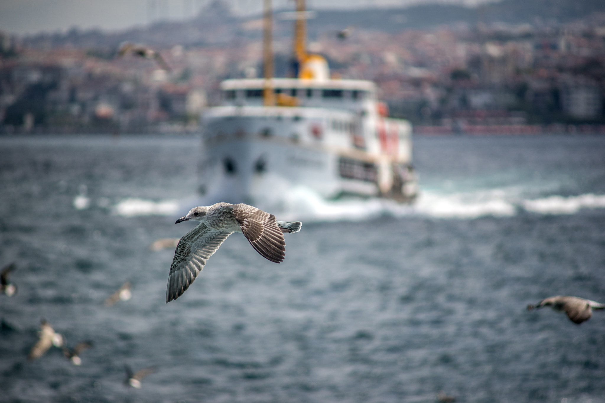 Sony a7 + Minolta AF 70-210mm F4 Macro sample photo. Seagull photography