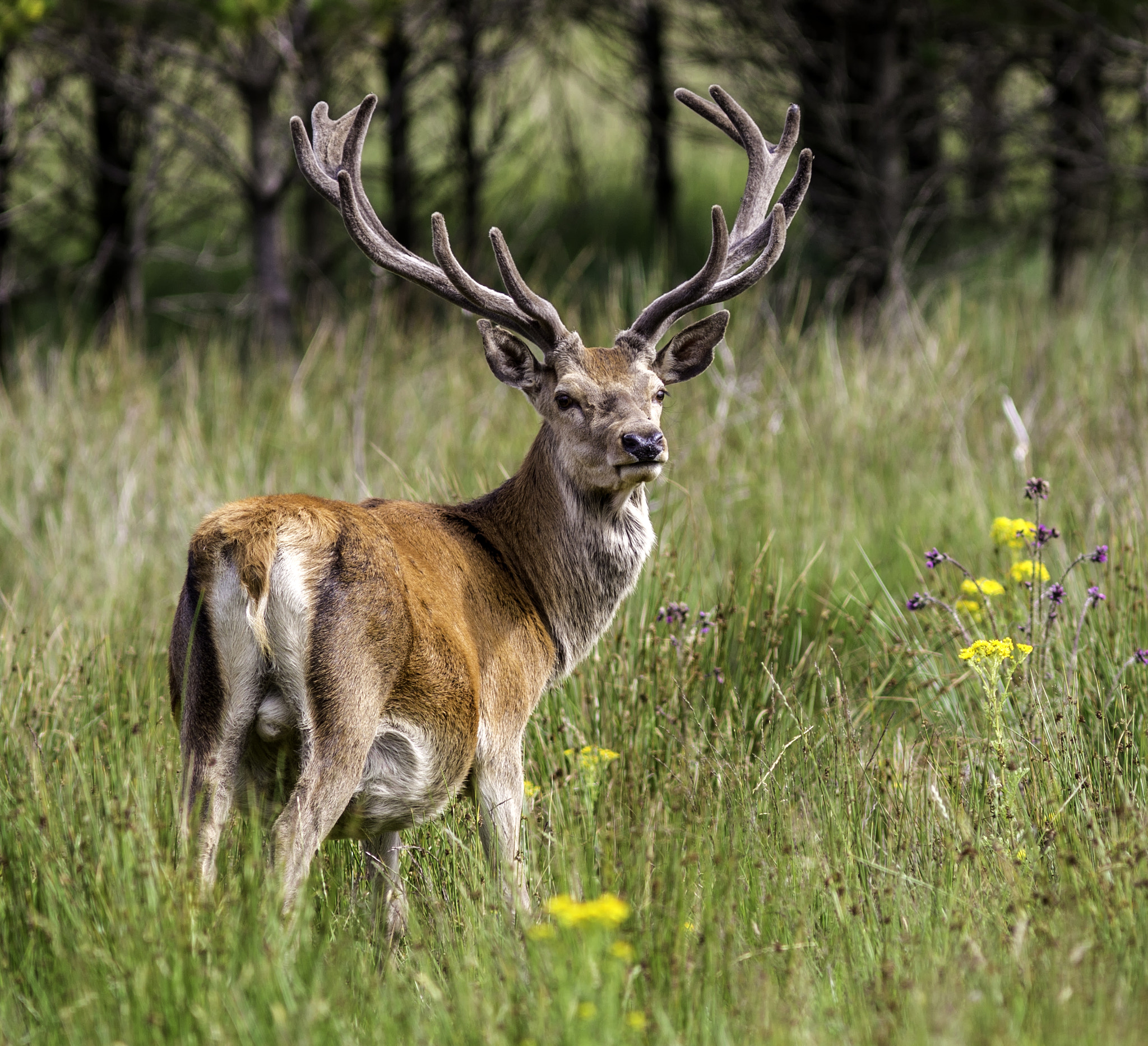Canon EF 300mm F4L IS USM sample photo. Eye contact photography