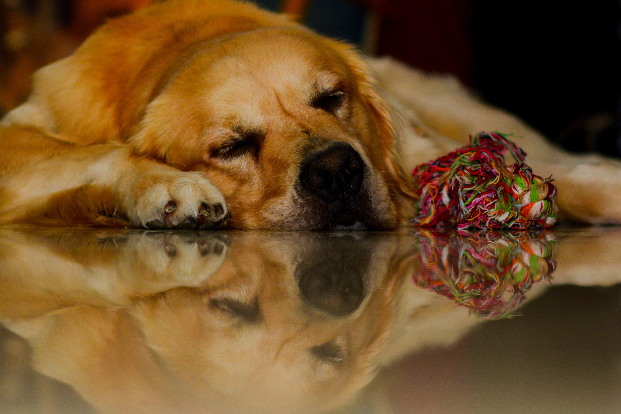 Nikon 1 V2 + 50mm f/1.4G sample photo. Keyman, friend's dog stay at my home..... photography