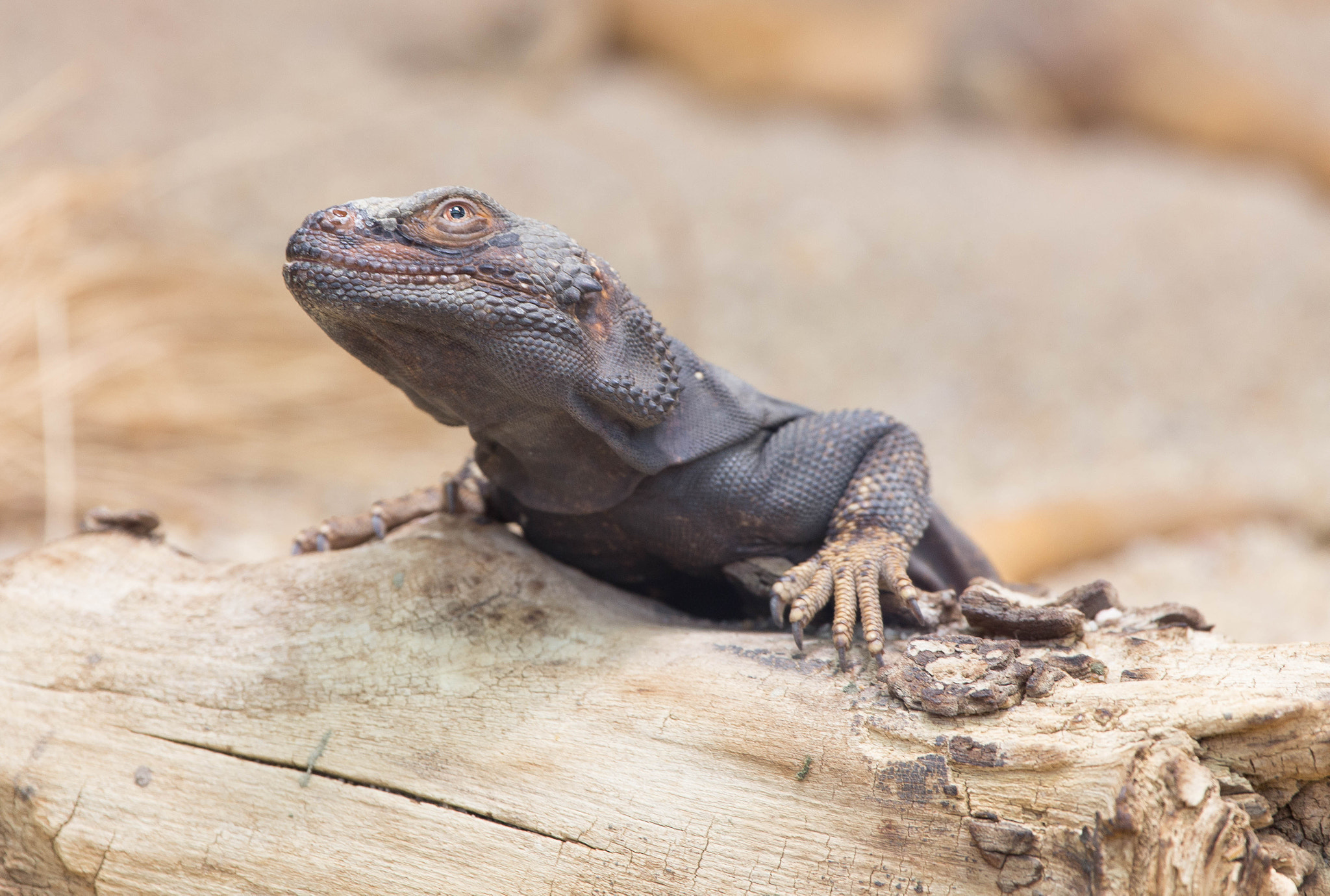 Canon EF 100-400mm F4.5-5.6L IS USM sample photo. Lizard photography