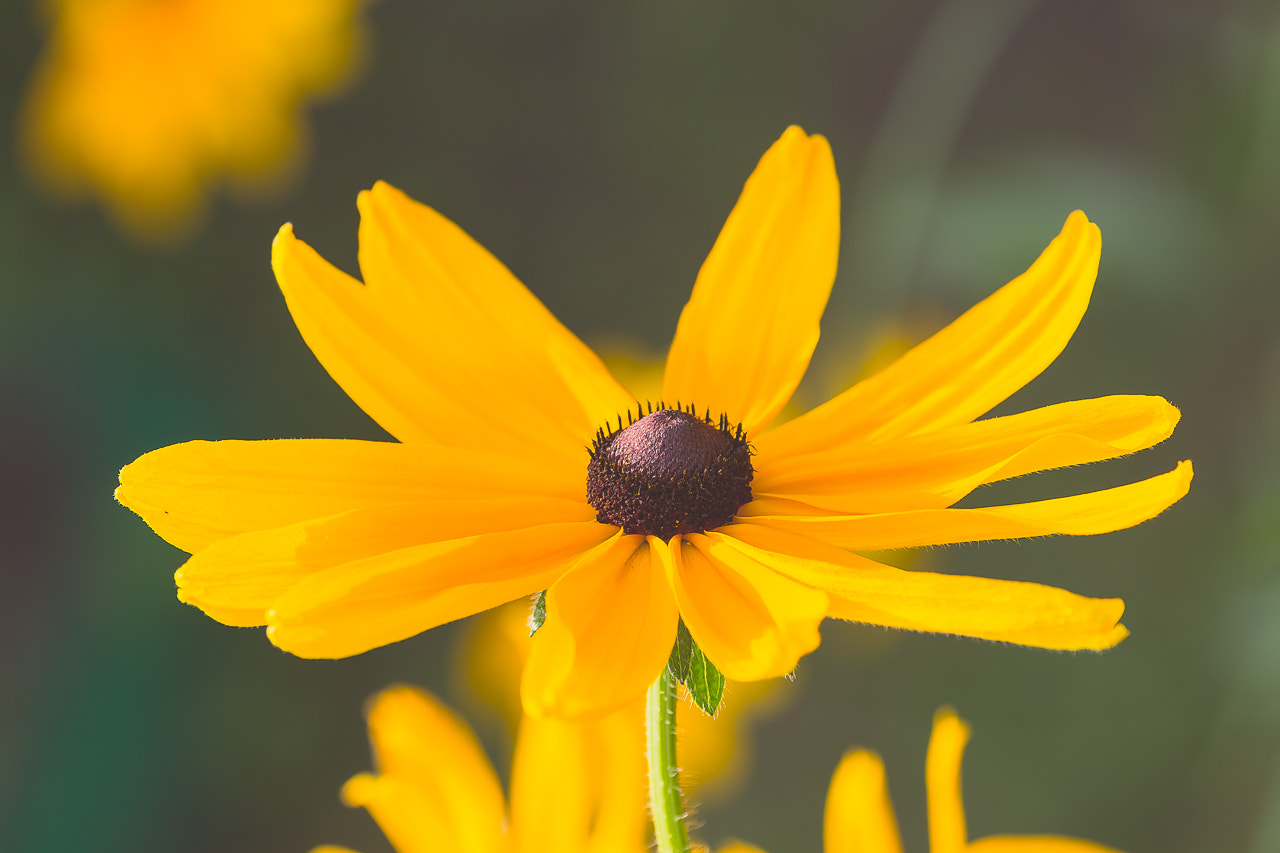 Canon EF 70-300mm F4-5.6L IS USM sample photo. Sun in the garden photography