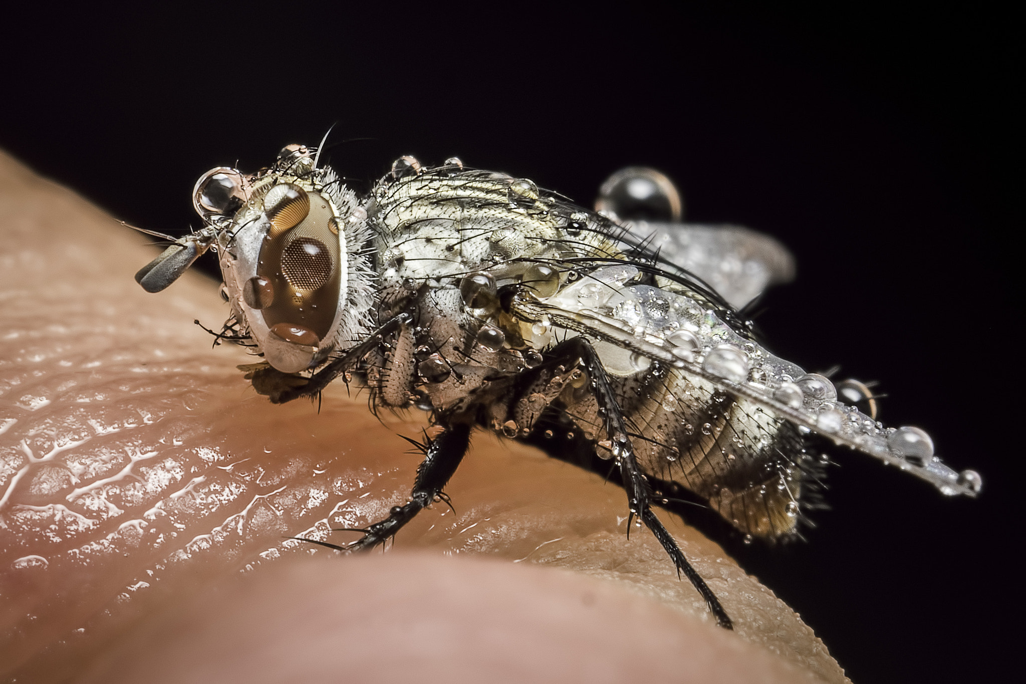 Panasonic Leica DG Macro-Elmarit 45mm F2.8 ASPH OIS sample photo. Fly on my finger photography
