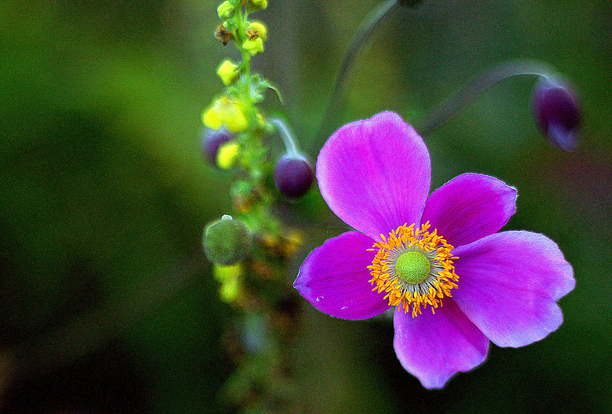 Canon EOS 7D + Canon EF 50mm F1.8 II sample photo. Secret garden photography