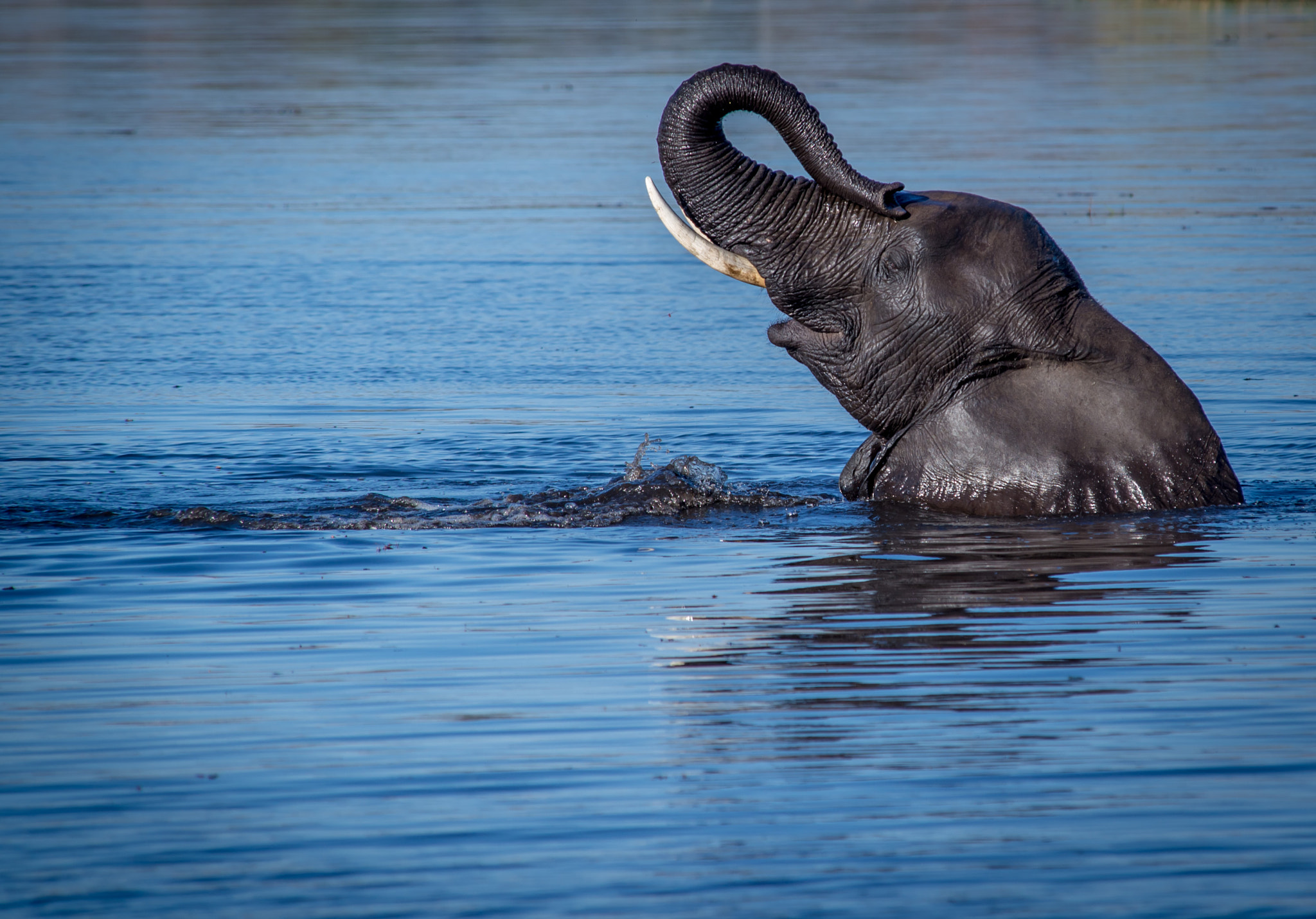 Nikon D600 sample photo. One happy elephant photography