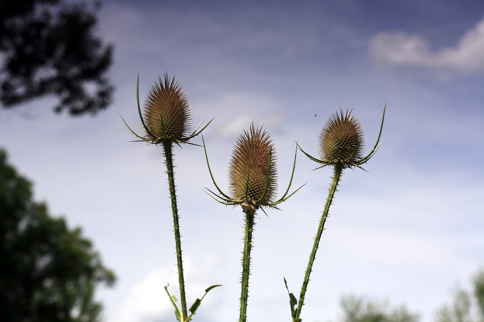 Canon EOS 1000D (EOS Digital Rebel XS / EOS Kiss F) + Canon EF 50mm F1.8 II sample photo. Three thistles three kings photography