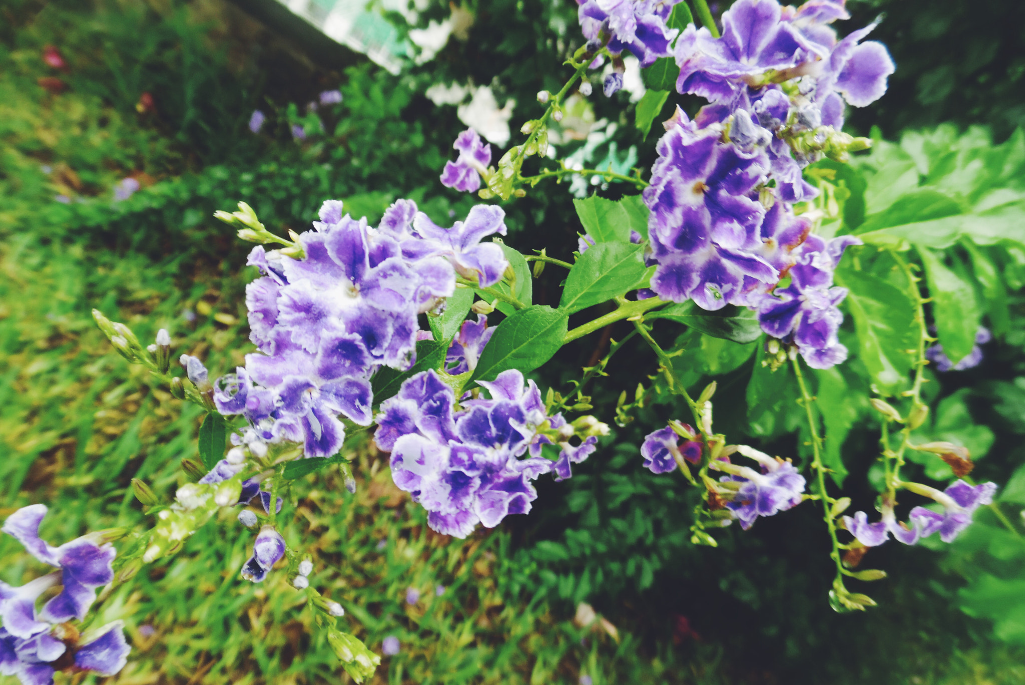 Samsung WB50F/WB51F/WB52F sample photo