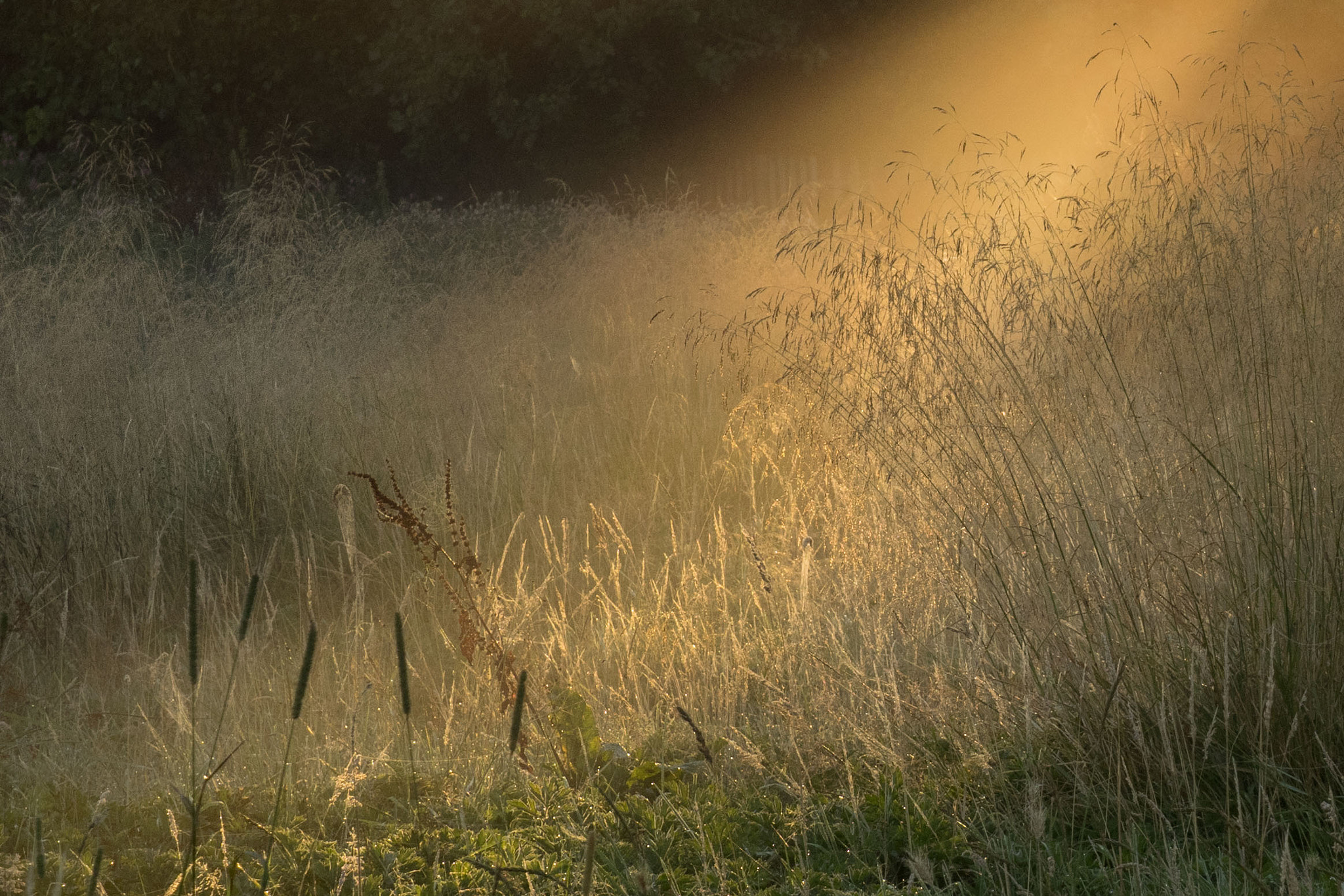 Olympus OM-D E-M1 + OLYMPUS M.12-50mm F3.5-6.3 sample photo. Barcombe cut at dawn photography