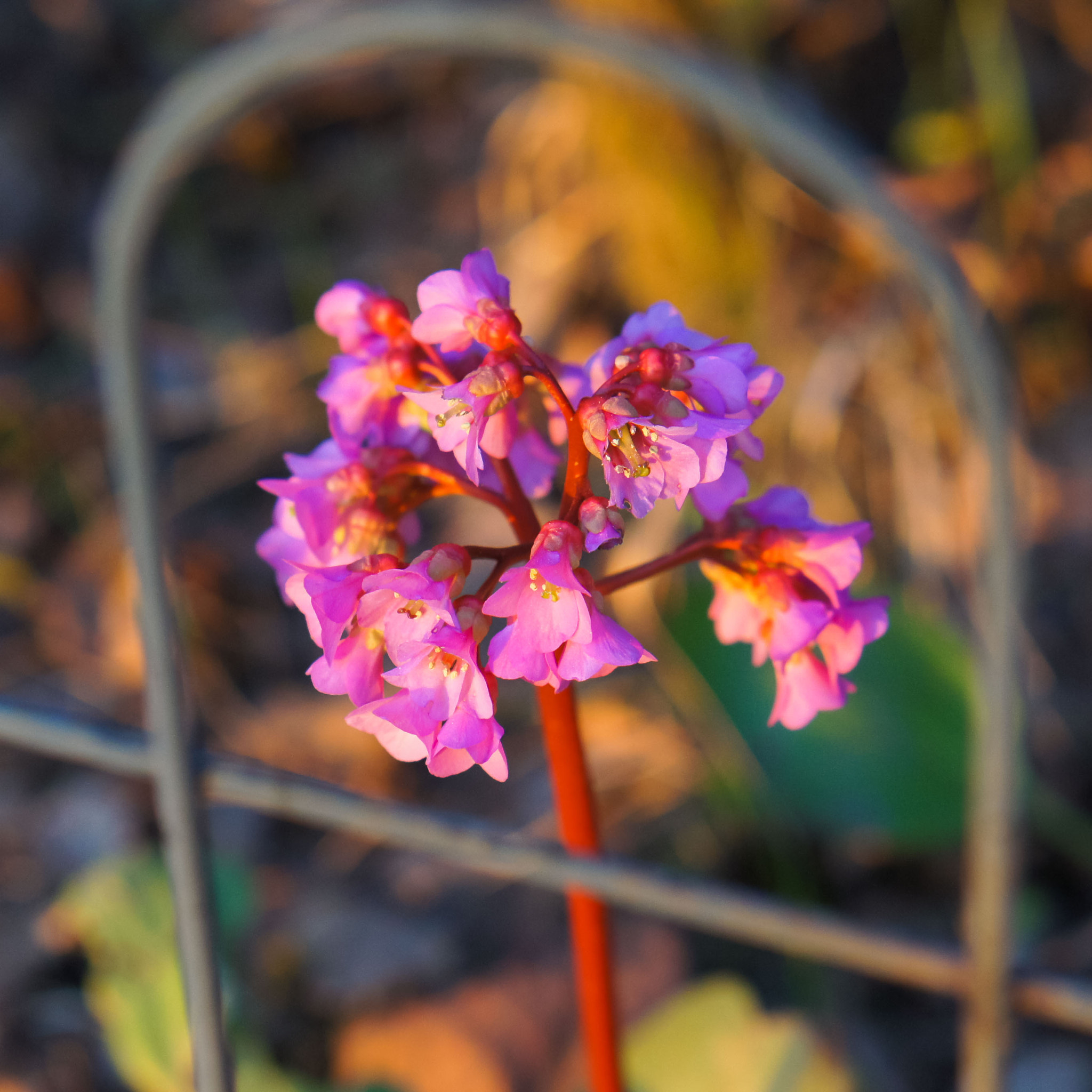 Sony Alpha NEX-5 + E 50mm F1.8 OSS sample photo. Framed blossom photography