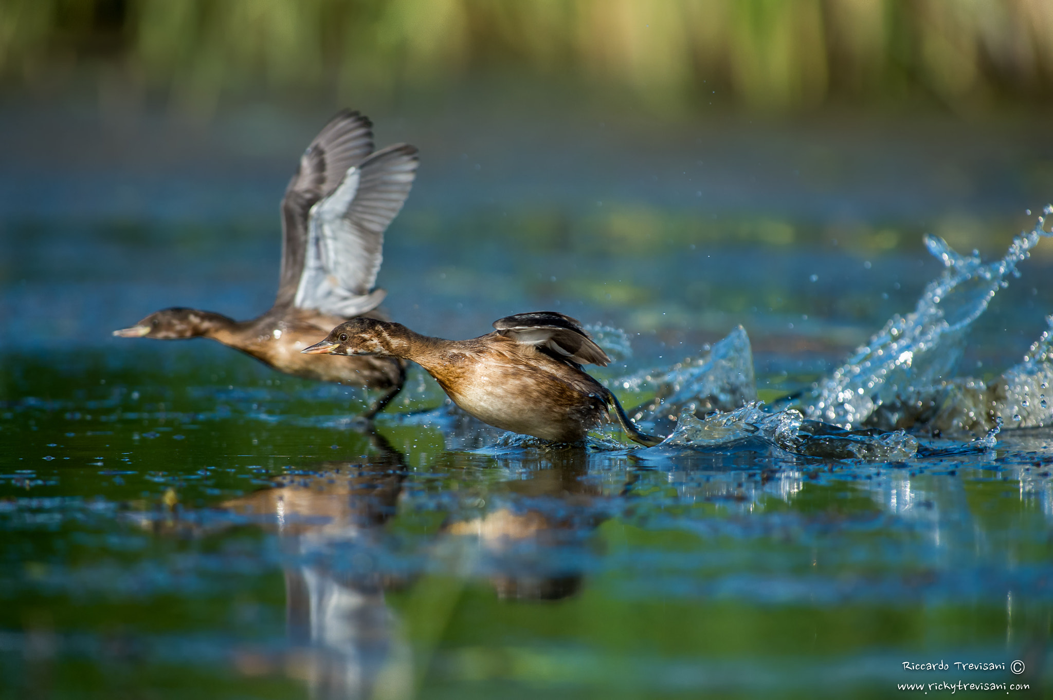 Nikon AF-S Nikkor 300mm F2.8G ED VR II sample photo. The runners photography