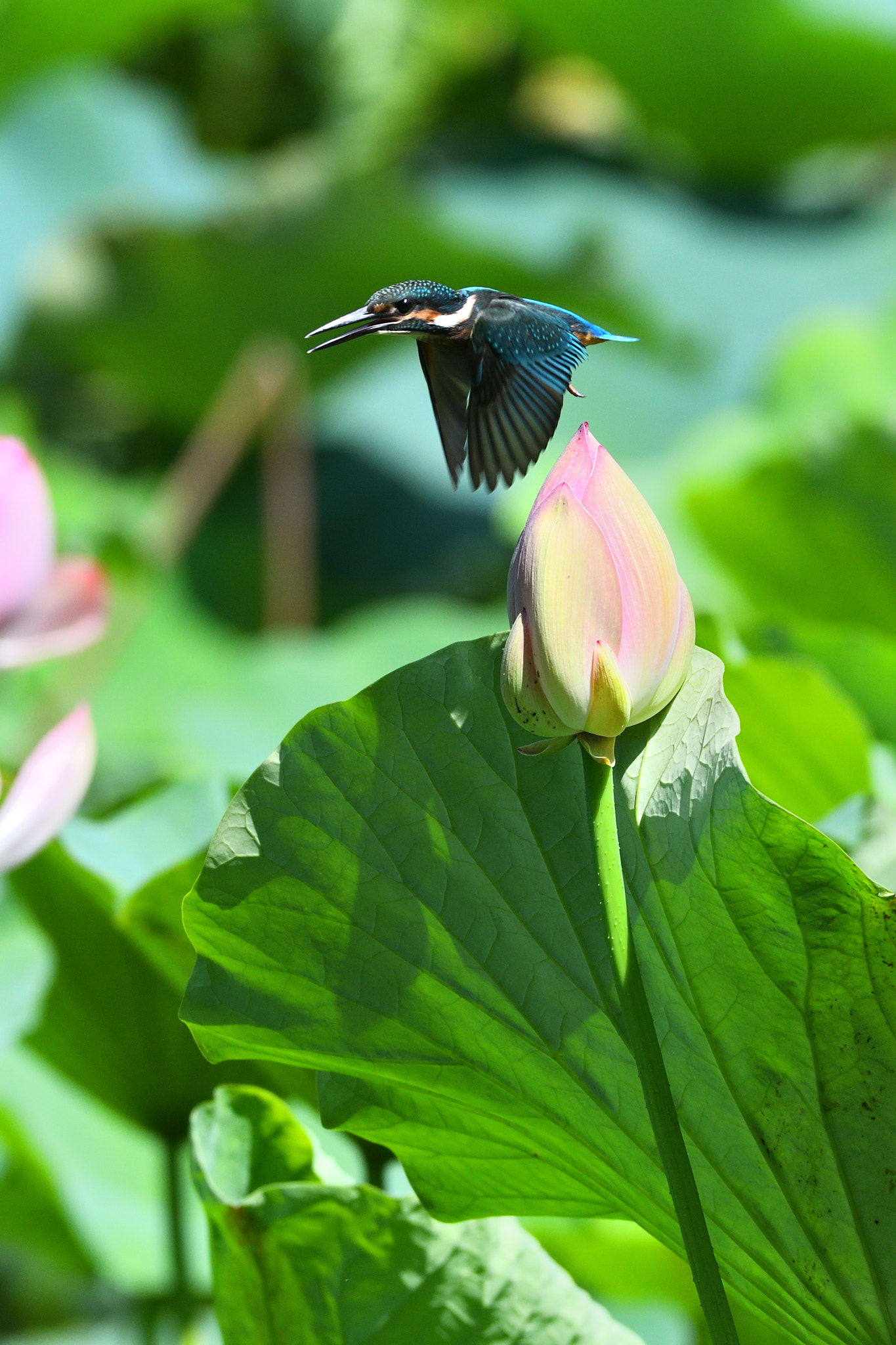 Nikon D500 + Sigma 500mm F4.5 EX DG HSM sample photo. Kingfisher photography