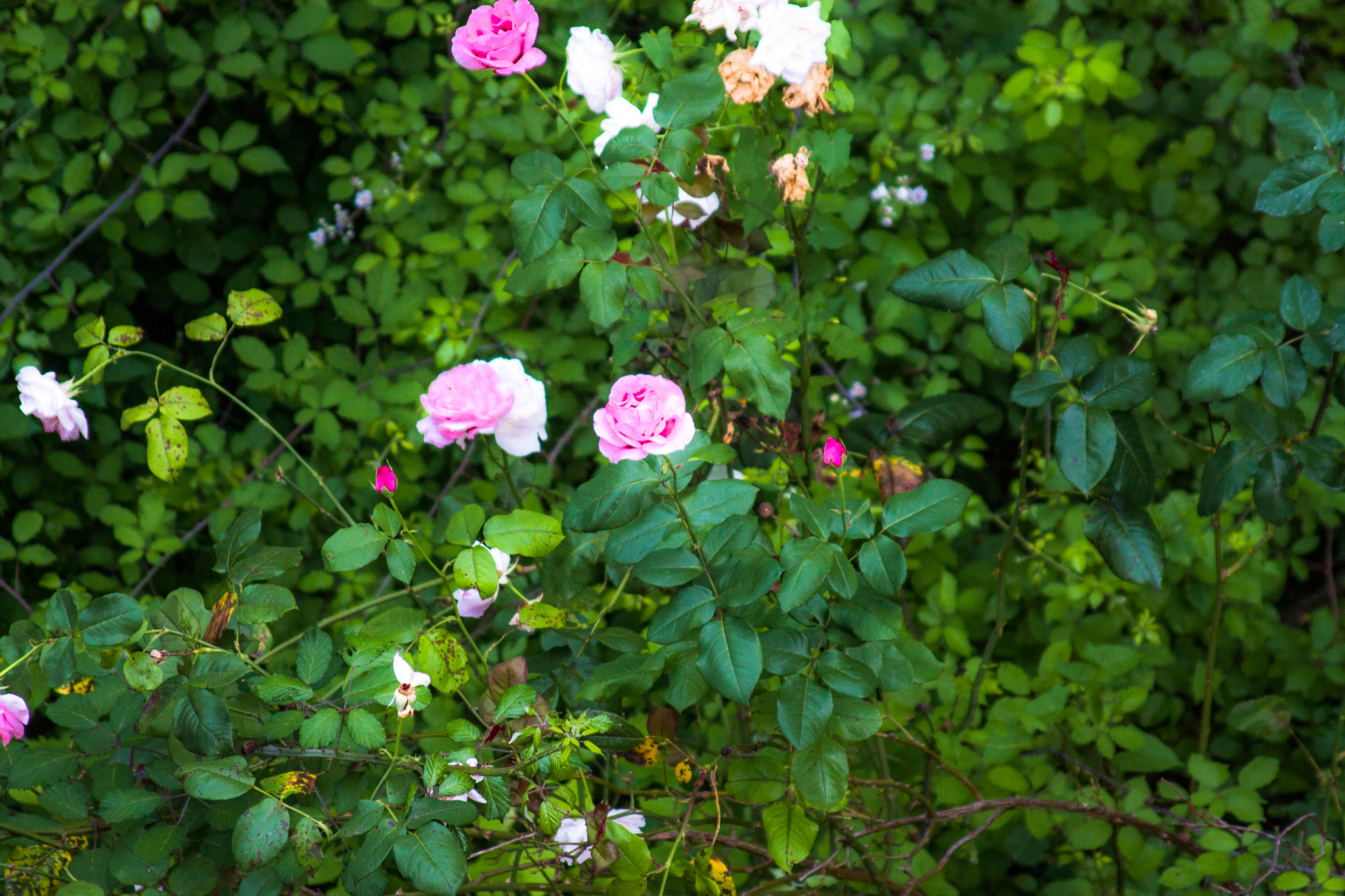 Canon EF 28-105mm f/3.5-4.5 USM sample photo. Roses photography