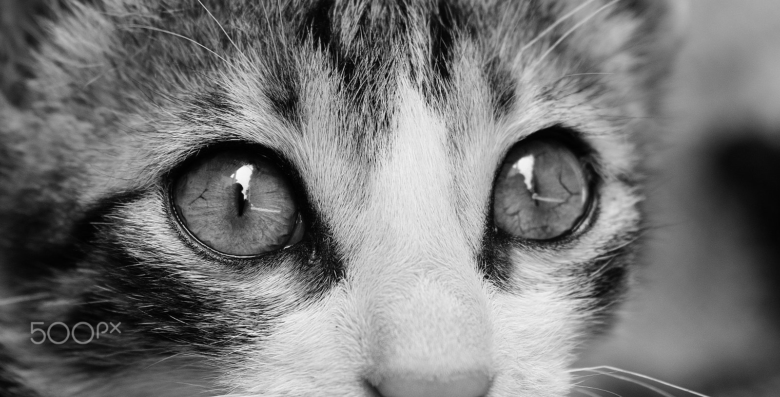VR 18-55mm F/3.5-5.6 G sample photo. I'm watching you :) photography