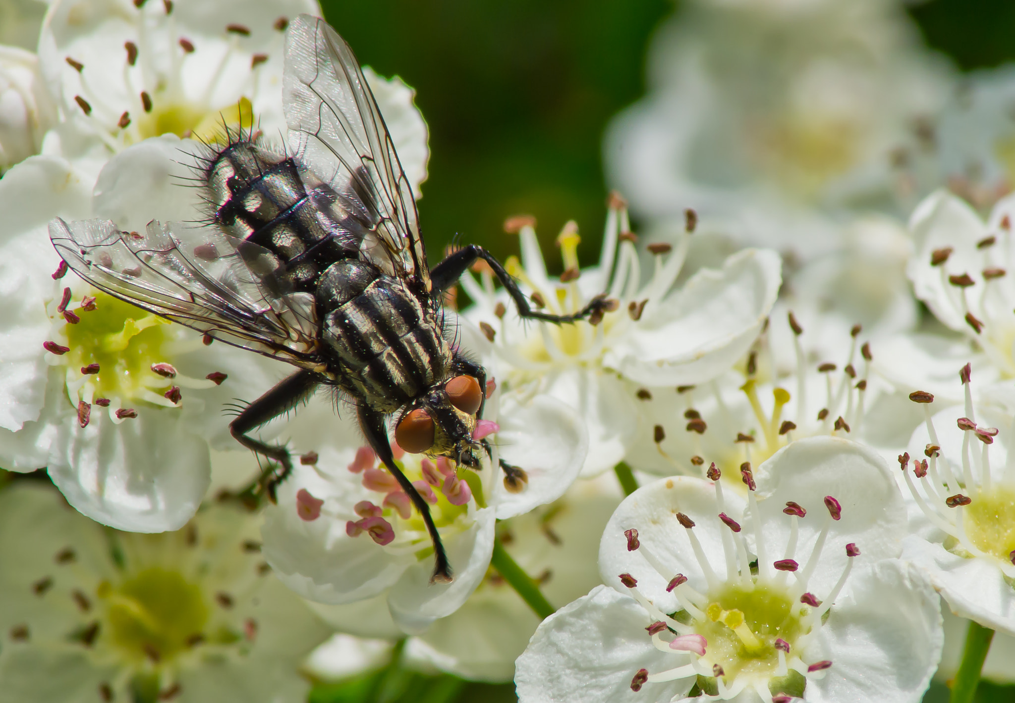 Tamron AF 70-300mm F4-5.6 Di LD Macro sample photo. Flower-fly photography