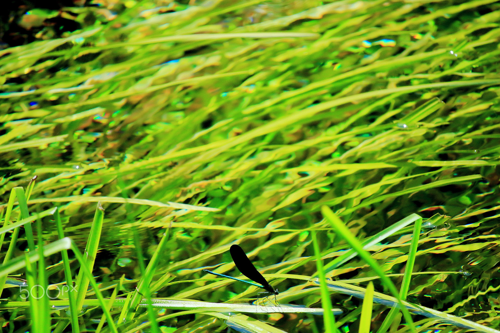 Canon EOS 700D (EOS Rebel T5i / EOS Kiss X7i) sample photo. Water grasses and dragonfly photography