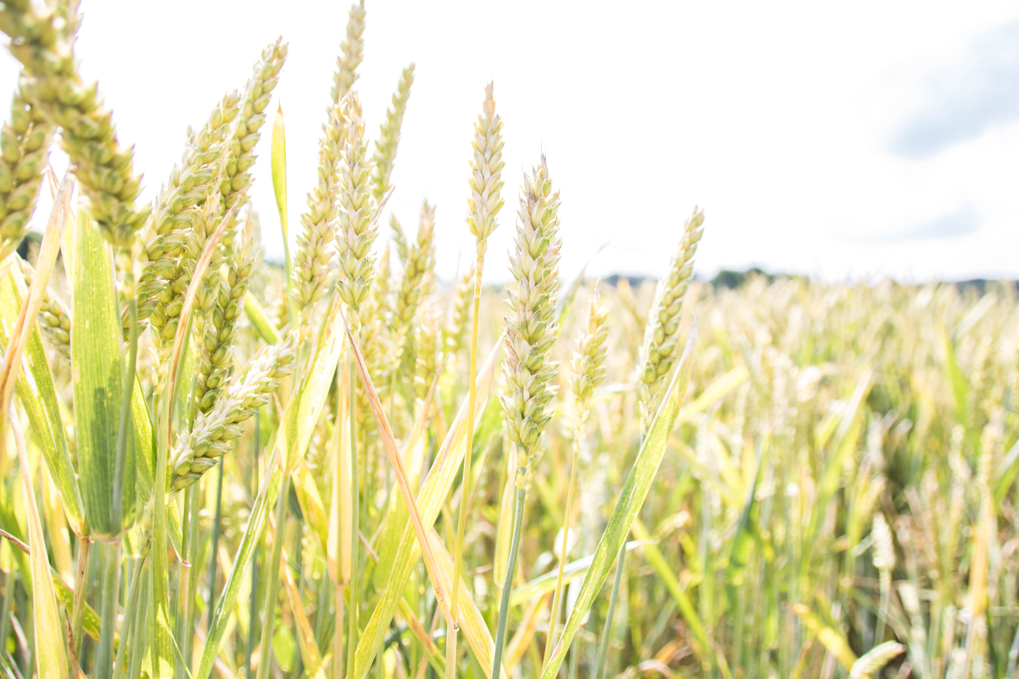 Sigma 18-250mm F3.5-6.3 DC OS HSM sample photo. Wheat photography