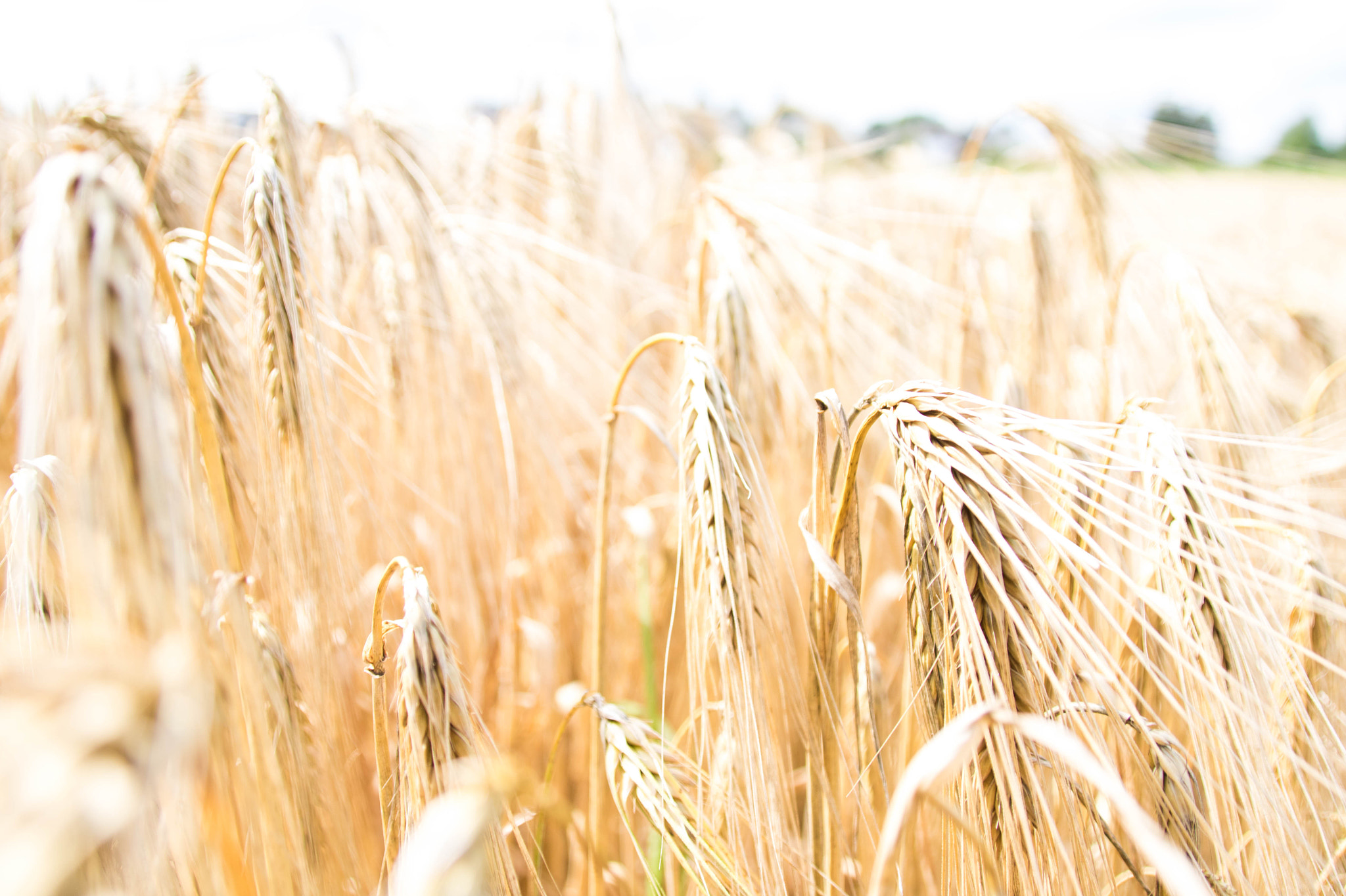 Sigma 18-250mm F3.5-6.3 DC OS HSM sample photo. Wheat photography