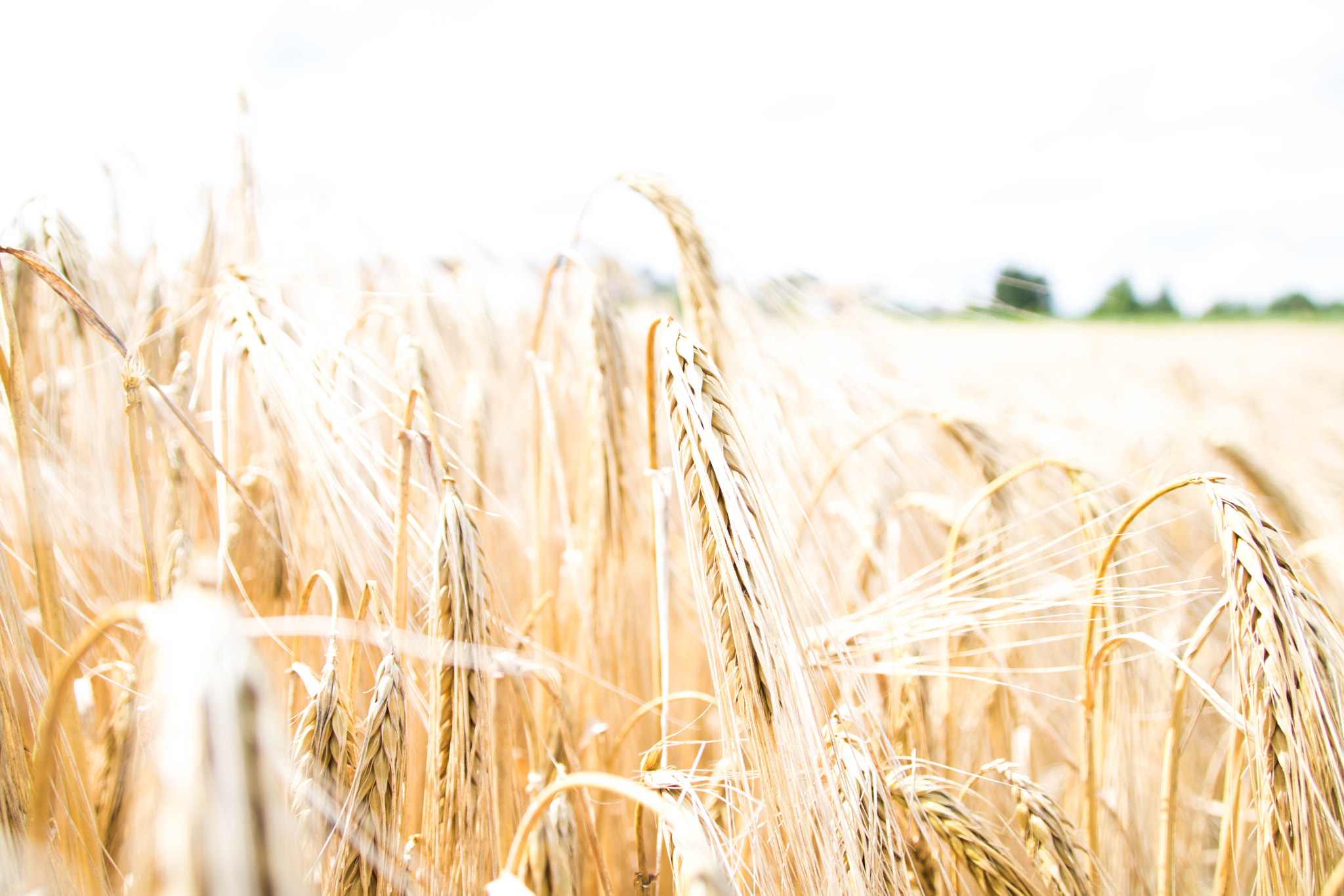 Sigma 18-250mm F3.5-6.3 DC OS HSM sample photo. Wheat photography