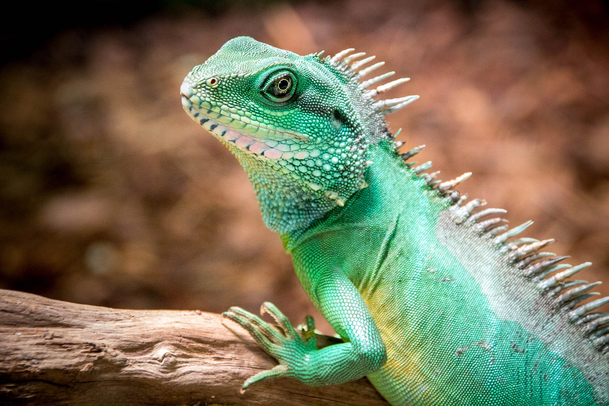 Sigma 18-250mm F3.5-6.3 DC OS HSM sample photo. Reptile photography