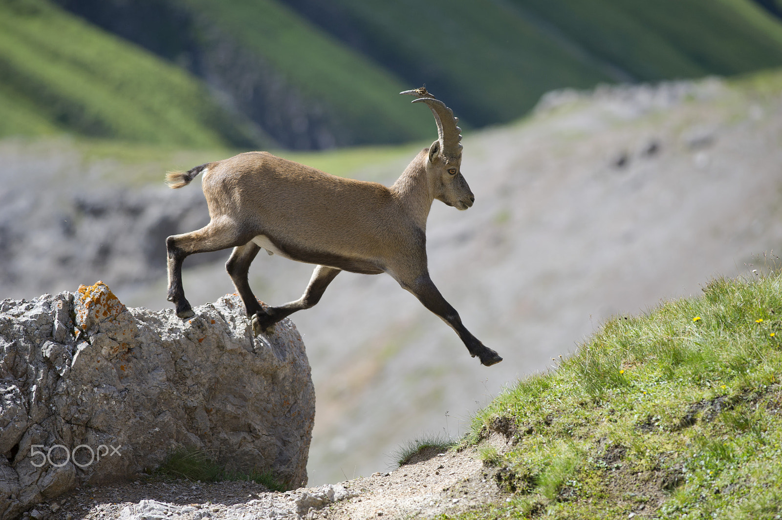 Nikon D3S + Nikon AF-S Nikkor 300mm F4D ED-IF sample photo. Ibex photography