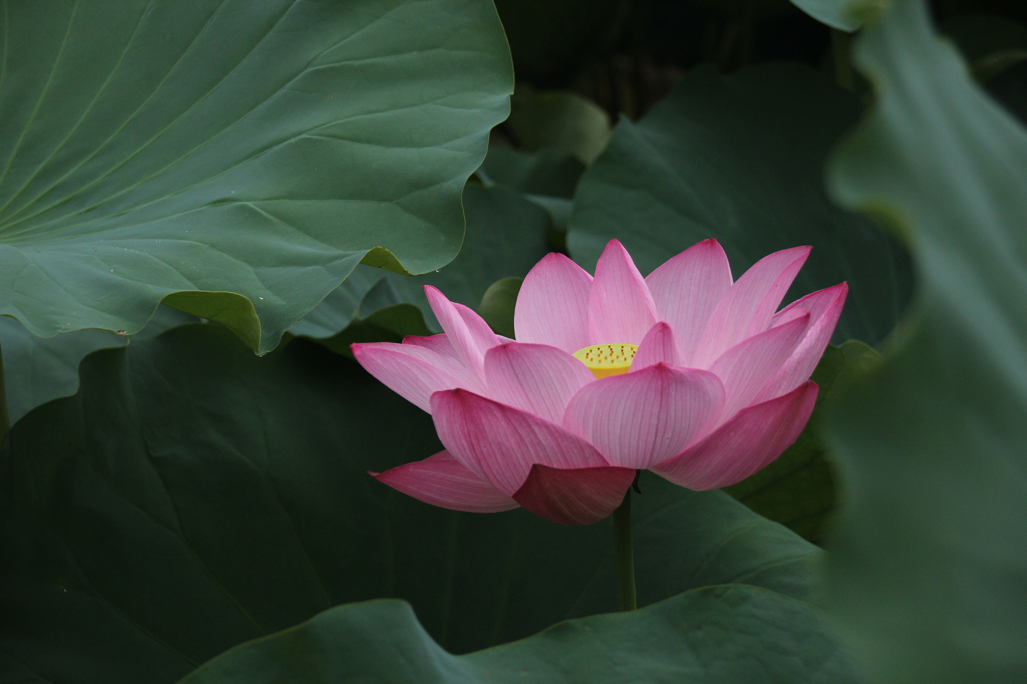Sigma 18-250mm F3.5-6.3 DC OS HSM sample photo. Lotus photography