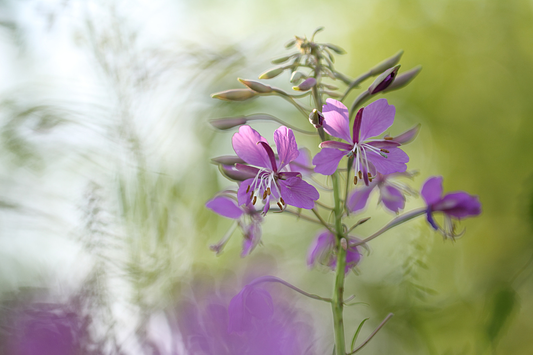 Canon EOS 50D + Canon EF 100mm F2.8L Macro IS USM sample photo. In the pink photography