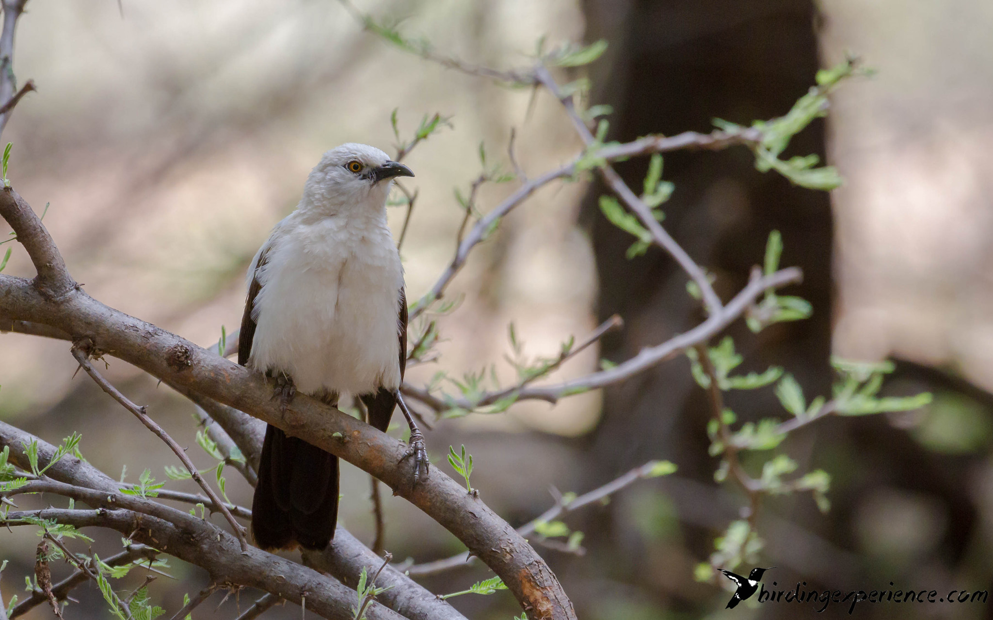Canon EF 100-400mm F4.5-5.6L IS USM sample photo. Southern pied-babbler (turdoides bicolor) photography